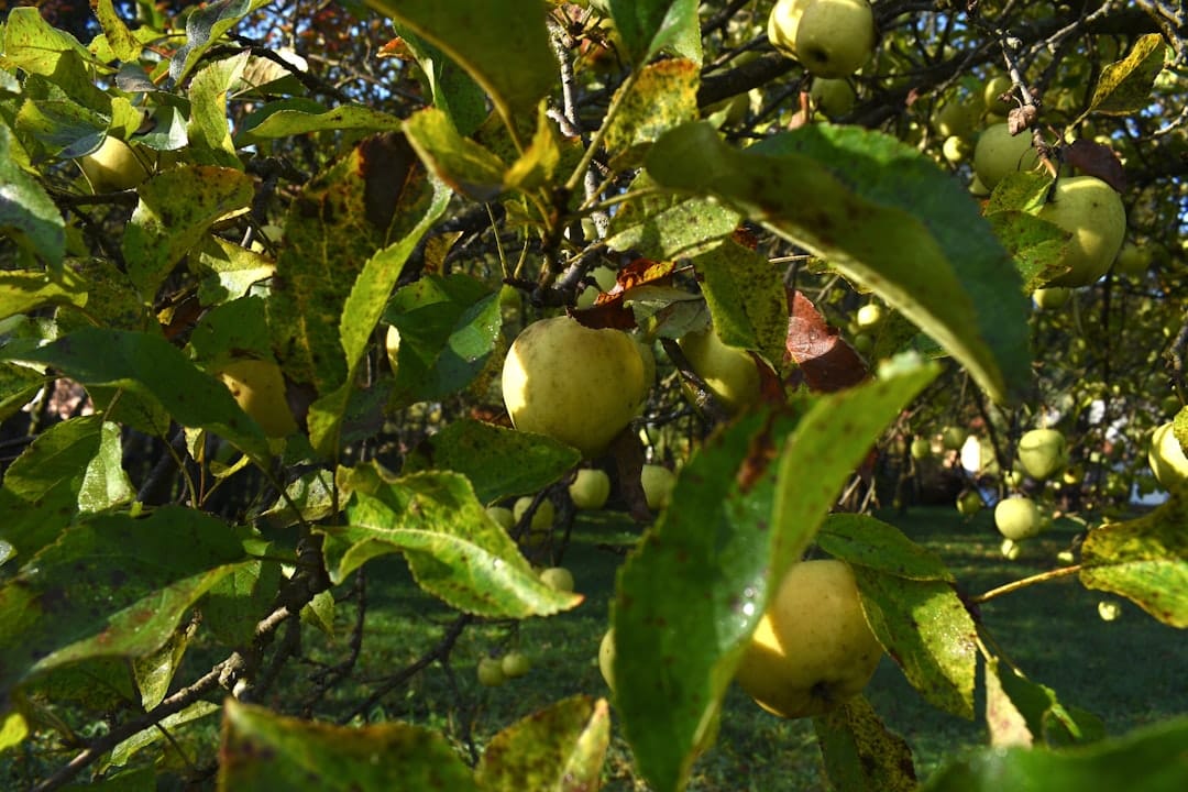 Fruitboomgaard met verse Betuwse appels en peren - fruitbedrijf webshop voor fruittelers
