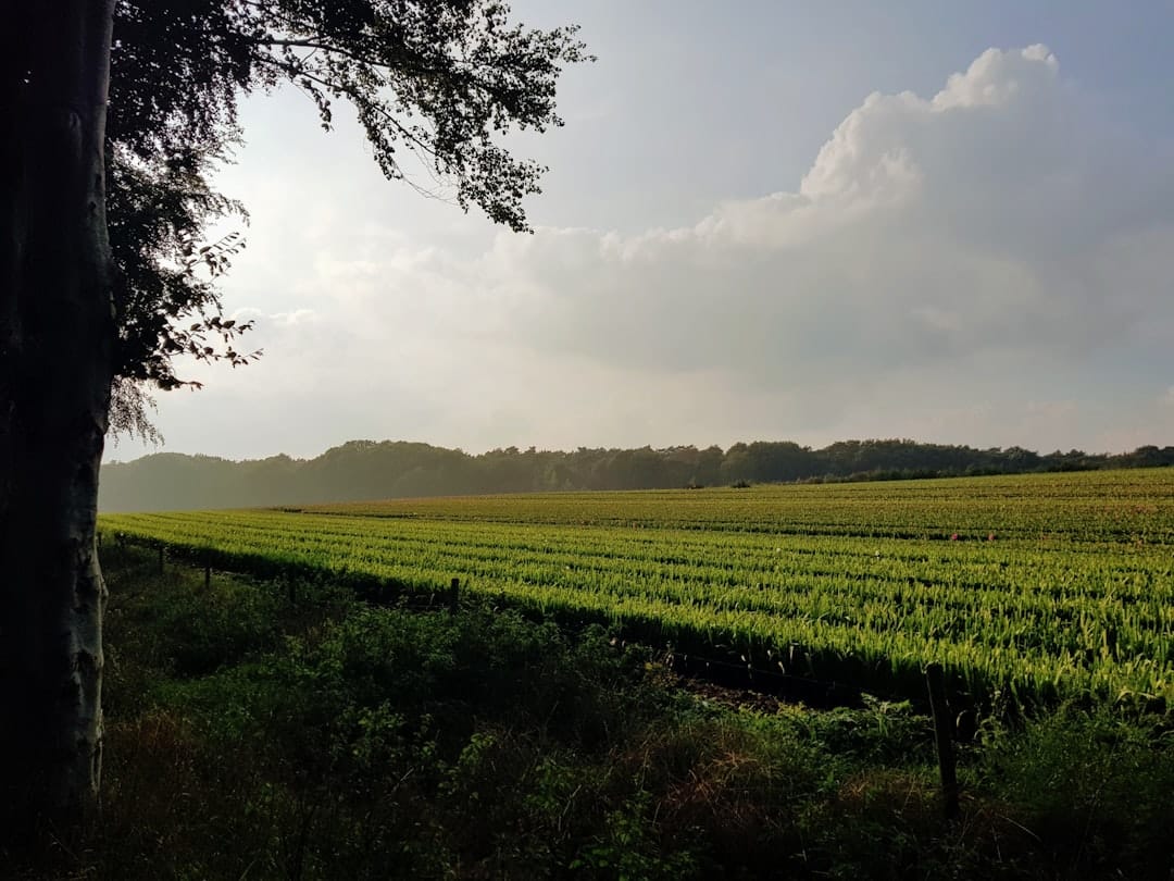 Nederlandse wijngaard met lokale wijnen - wijngaard webshop voor wijnbouwers in West Betuwe